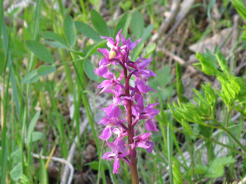Orchidee (1).jpg
